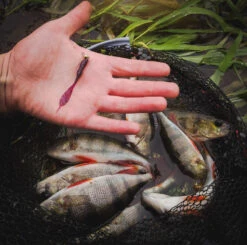 Perch Professor Leech 7cm (8-pack) -Magasin De Pêche Sportive FL78P Or 2