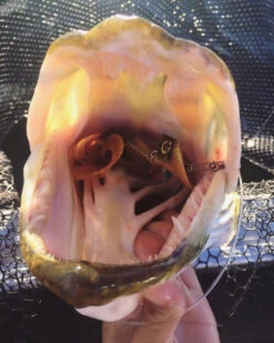 Headbanger Tail -Magasin De Pêche Sportive Headbangertailr 3